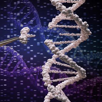 Genetic manipulation and DNA modification concept with graphic of DNA and a snippet being placed in with tweezers.